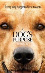 Can Dostum izle | A Dog’s Purpose 2017 Türkçe Dublaj izle